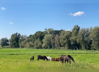 OPEN HOUSE am 28.9.: Gutshaus Scharpzow mit 2,2 ha und zusätzlichen Pachtflächen steht zum Verkauf