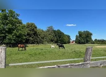 Pasture Boarding // Horse Boarding // Full Care Boarding