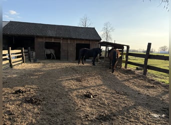 Pasture Boarding // Horse Boarding // Full Care Boarding