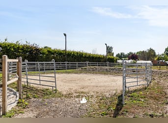 Prachtige landelijke woning met hippische accommodatie op 25.910m² te Antwerpen | België