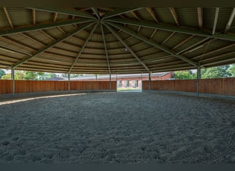 Prämierte und topgepflegte Reitsportanlage mit guter Anbindung in Riede!
