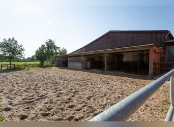 Prämierte und topgepflegte Reitsportanlage mit guter Anbindung in Riede!