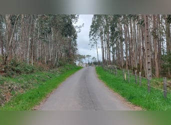 Private finca with a house and equestrian facilities