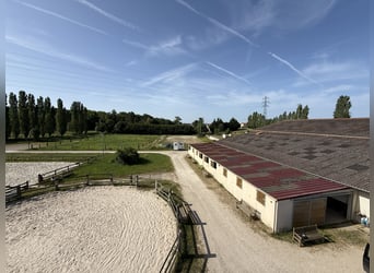 Professional equestrian center in Seine-et-Marne