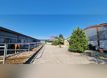 Professional Equestrian Facility for High-Level Sport in the Rhine-Neckar Metropolitan Region V1757