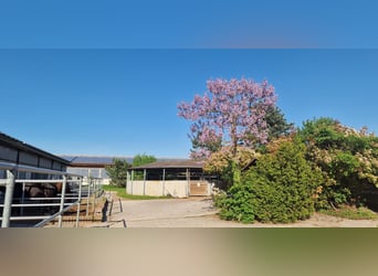 Professional Equestrian Facility for High-Level Sport in the Rhine-Neckar Metropolitan Region V1757