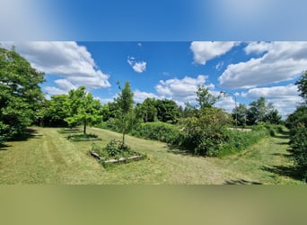 Professional Equestrian Facility for High-Level Sport in the Rhine-Neckar Metropolitan Region V1757