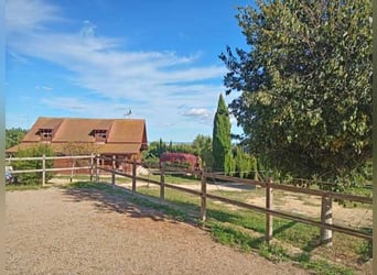 Ref2531 Spanien, Valencia, Monserrat - Finca mit Pferdestall zu verkaufen!
