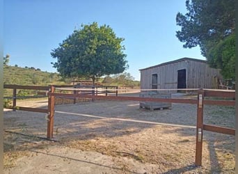 Ref2531 Spanien, Valencia, Monserrat - Finca mit Pferdestall zu verkaufen!