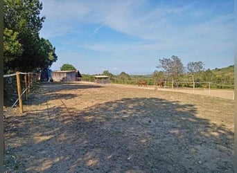 Ref2531 Spanien, Valencia, Monserrat - Finca mit Pferdestall zu verkaufen!