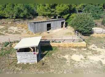 Ref2531 Spanien, Valencia, Monserrat - Finca mit Pferdestall zu verkaufen!