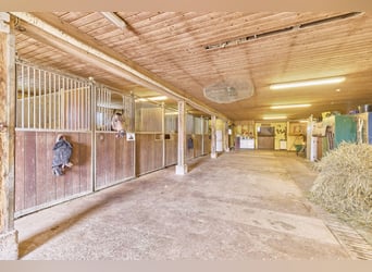 Reitanlage in Eppingen mit Gastronomiebetrieb in malerischer Alleinlage – die Moonlight Ranch!