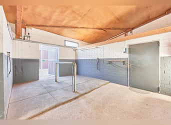 Reitanlage in Niedersachsen (Landkreis Uelzen) mit Wohn- und Gästehaus zu verkaufen!