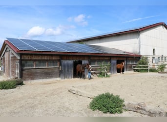 Reitanlage mit Wohnhaus, arrondierten Flächen und moderner PV-Anlage