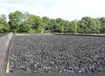 Reitanlage mit Wohnhaus, arrondierten Flächen und moderner PV-Anlage