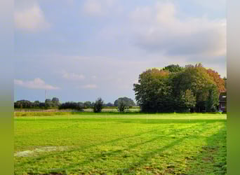 Reiterhof mit Zucht und Aufzucht – Pferde, Pferdebetrieb, Pension, Pensionsbetrieb, Reithof, Reithal