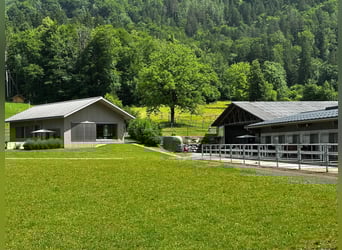 Reitsportanlage für den professionellen Bedarf in der Schweiz