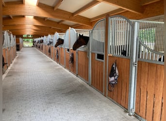 Reitsportanlage für den professionellen Bedarf in der Schweiz