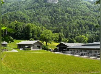 Reitsportanlage für den professionellen Bedarf in der Schweiz