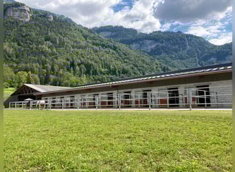 Reitsportanlage für den professionellen Bedarf in der Schweiz