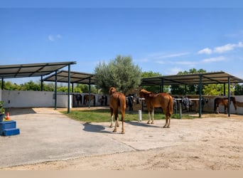 Riding center in Castellón // Equestrian center in southern Castellón