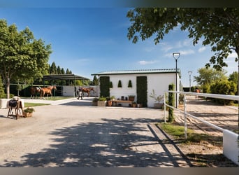 Riding center in Castellón // Equestrian center in southern Castellón