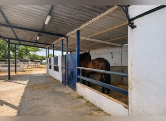 Riding center in Castellón // Equestrian center in southern Castellón