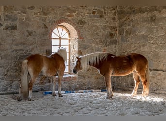 Riding facility near Dresden – Part share