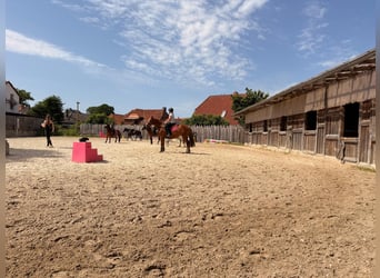 Riding farm near Hanover / licensed riding operation / 10 large stables / residential house