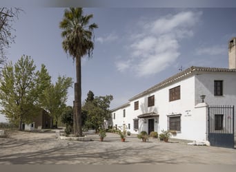 Rustic Property Ideal For Stud Farm For Sale.
