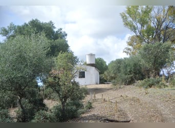 Schöne Finca, Haus ist renoviert, ideal für Pferdehaltung