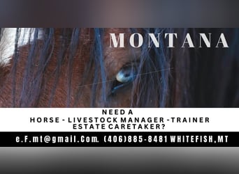 Seeking Horse Ranch Position / Opportunity in Montana