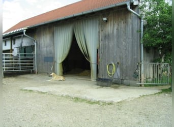 Small open stable in Altstetten/Erdweg has a free space available.