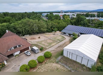 Spacious equestrian estate featuring an exceptional residence, five living units, an indoor riding a