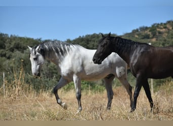 Stable in (semi-)free movement; we guarantee happy horses.