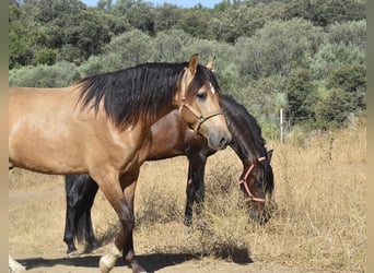 Stable in (semi-)free movement; we guarantee happy horses.