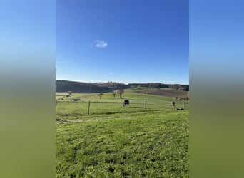 Successful professional rider seeking a riding facility for lease in the Rhine-Neckar region or the 