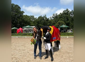 Successful professional rider seeking riding facility for lease
