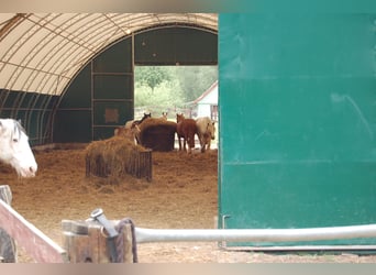 Tinkersstoeterij in Zuid west Polen