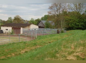 Tinkersstoeterij in Zuid west Polen