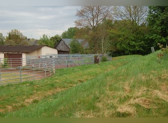 Tinkersstoeterij in Zuid west Polen