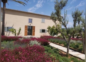 Tradition trifft Moderne – Ein mallorquinisches Landgut im zeitlosen Glanz