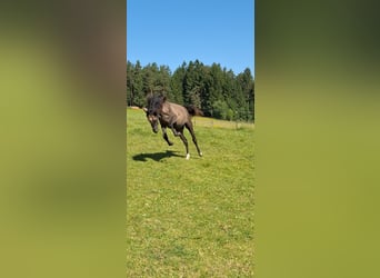 Traum-Vierkannthof mit Offenstall!