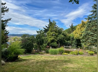 Unique riding estate in the Palatinate – 14.3 acres, house, stable, indoor riding arena, outdoor rid