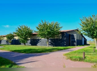 Unique riding facility near Potsdam with 16 hectares of enclosed land