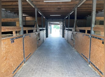 Versatile equestrian facility with a spacious two-family house in Hude (Oldenburg district)