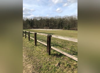 Von Privat : Beeindruckende Reitanlage 4,6 ha mit Villa  in der Nähe von Düsseldorf zu verkaufen