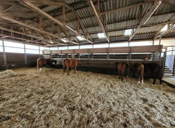 Von Privat : Beeindruckende Reitanlage 4,6 ha mit Villa  in der Nähe von Düsseldorf zu verkaufen
