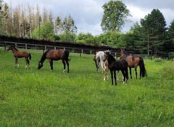 Von Privat : Beeindruckende Reitanlage 4,6 ha mit Villa  in der Nähe von Düsseldorf zu verkaufen