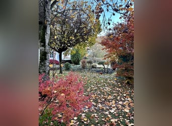 Well-maintained equestrian property – 5,000 sqm, sand arena, and mountain view | Near Switzerland | 